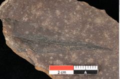 Foto (Detailansicht) von Myrica lignitum Unger (NHMW-GEO-2024-0188-0645)